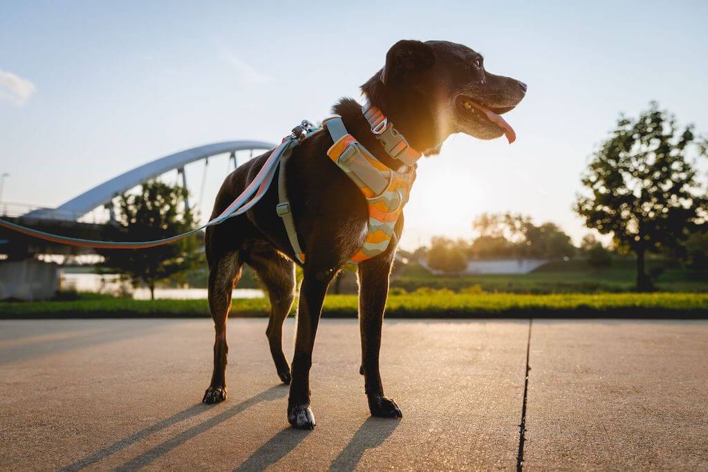 Ruffwear Front Range Harness in the Spring Fade pattern on a Black Labrador at Sunset