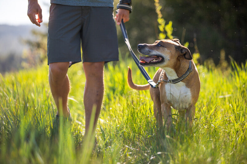 Ruffwear Dog Collars