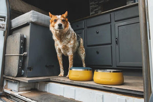 NEW! Basecamp Bowl - Stainless Steel Dog Bowl