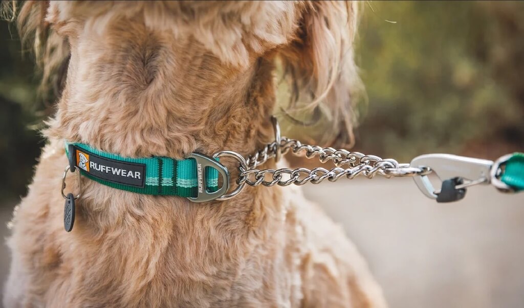 Ruffwear Chain Reaction Dog Collar close-up on a dog's neck showing the limited 'cinch'