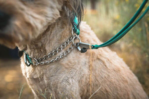 Ruffwear Chain Reaction Dog Collar Close Up showing it clipped on a dog's neck