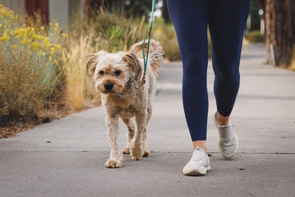 Ruffwear Chain Reaction Dog Collar on a dog walking in a lifestyle shot