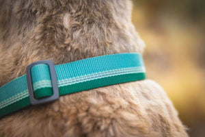 Ruffwear Chain Reaction Dog Collar Close up showing the Tubelok Webbing