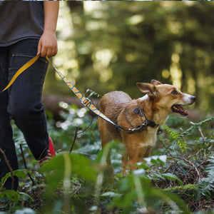 Ruffwear Crag Collar in the Canyon Oxbow pattern on a dog walking in the woods