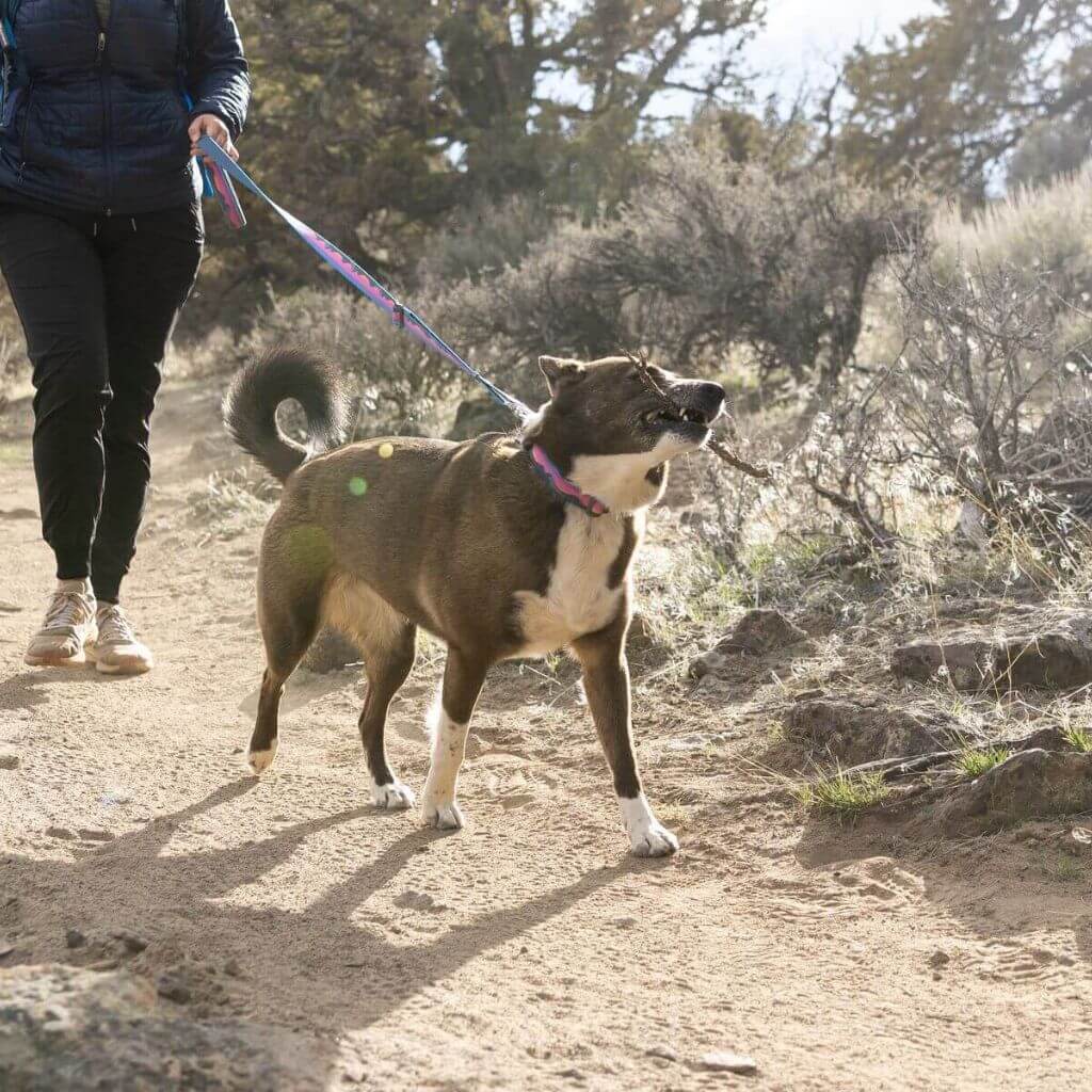 Ruffwear Crag EX Adjustable Dog Leash in Alpine Dusk On a dog walking
