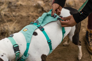 Ruffwear Flagline Dog Harness in Close up of back clips
