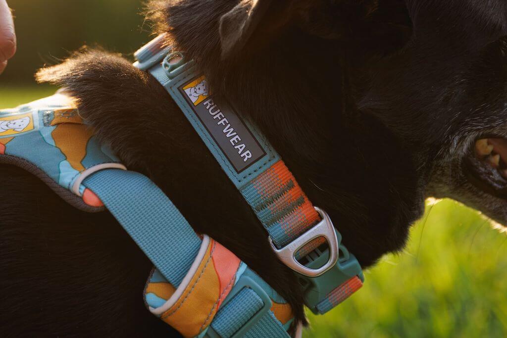 Front Range Dog Collar - Soft, Durable