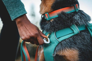 Ruffwear Front Range Harness & Dog Leash showing the front chest attachment point