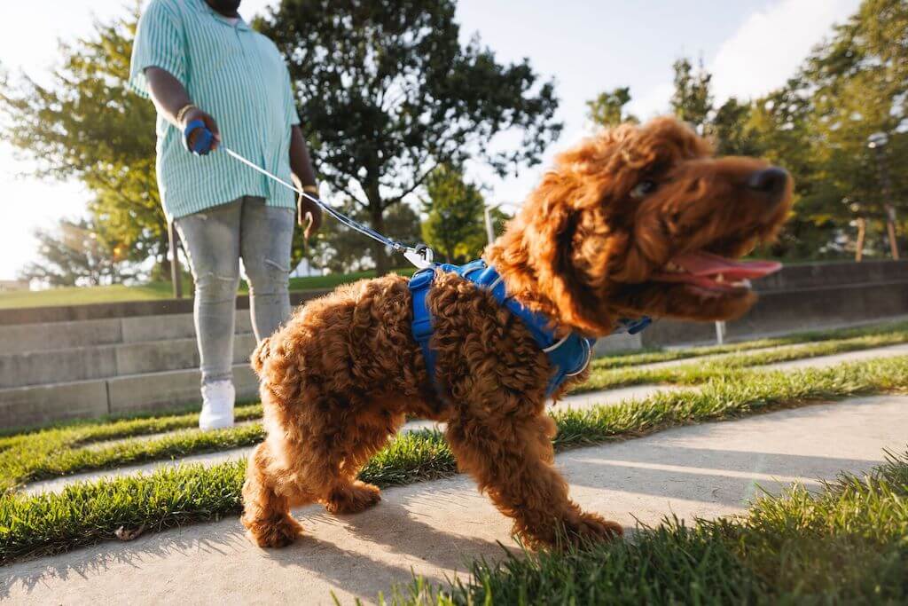 Ruffwear Front Range Harness & Dog Leash in Blue Pool on a Spoodle. Save when you buy it as a set.