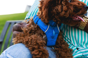 Ruffwear Front Range Dog Harness on Spoodle and there is a close up of the front chest leash attachment point.