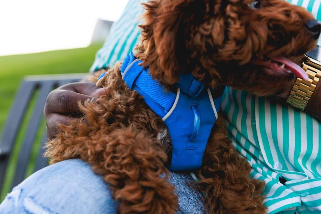 Ruffwear Front Range Dog Harness on Spoodle and there is a close up of the front chest leash attachment point.