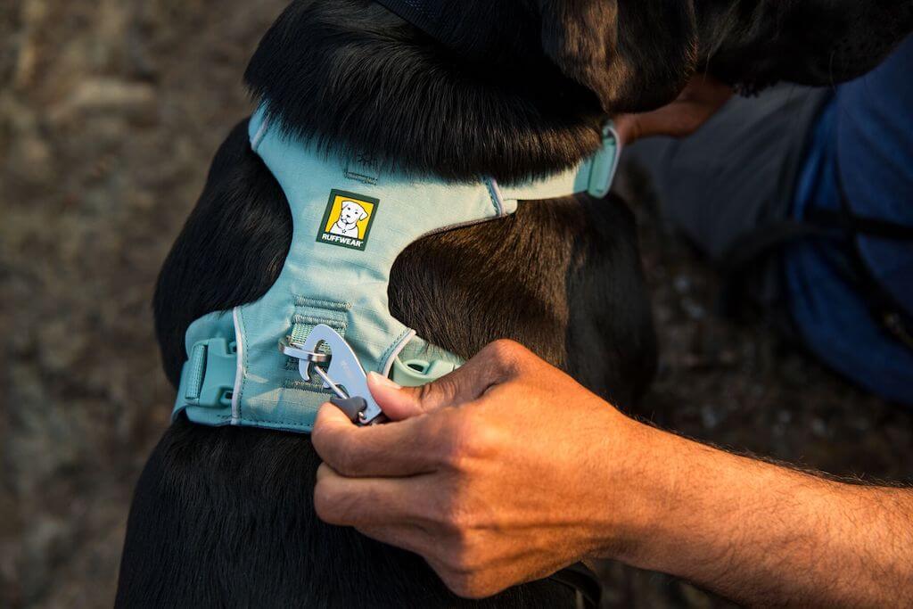 Ruffwear Front Range Dog Harness in River Rock Green on a dog, showing the back leash attachment point.