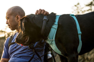 Ruffwear Front Range Dog Harness in River Rock Green.  A lifestyle image showing it from the side on a Labrador dog.