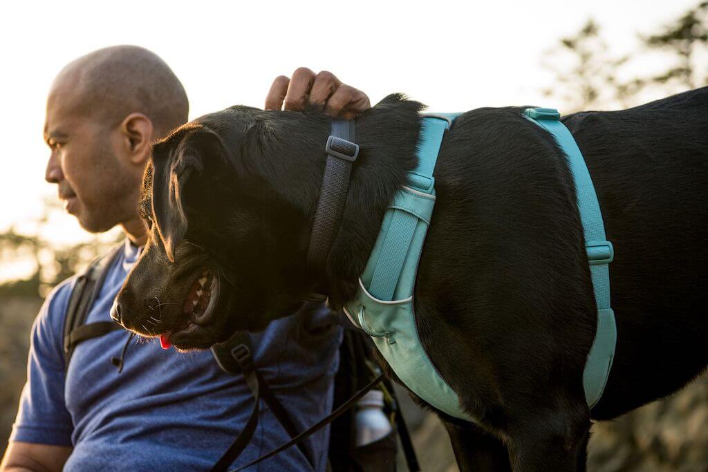 Ruffwear Front Range Dog Harness in River Rock Green.  A lifestyle image showing it from the side on a Labrador dog.
