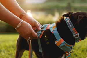 NEW 2024 Colours! Ruffwear Front Range Dog Harness - Popular, Everyday