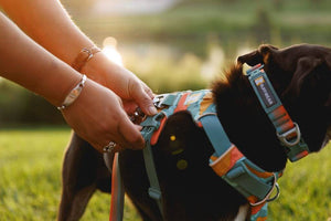 Ruffwear Front Range Dog Harness in Spring Mountains.  Clipping the buckles on the side while it is on a dog.