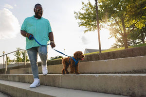 Front Range Dog Leash - Classic, Strong Dog Lead