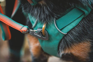 Front Range Dog Leash - Classic, Strong Dog Lead