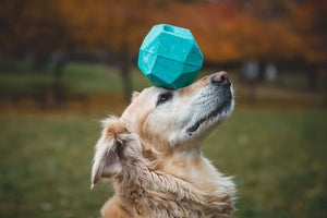 Gnawt-a-Rock - Treat-dispensing, Rubber Dog Toy