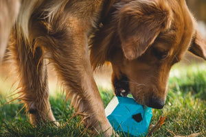 Gnawt-a-Rock - Treat-dispensing, Rubber Dog Toy