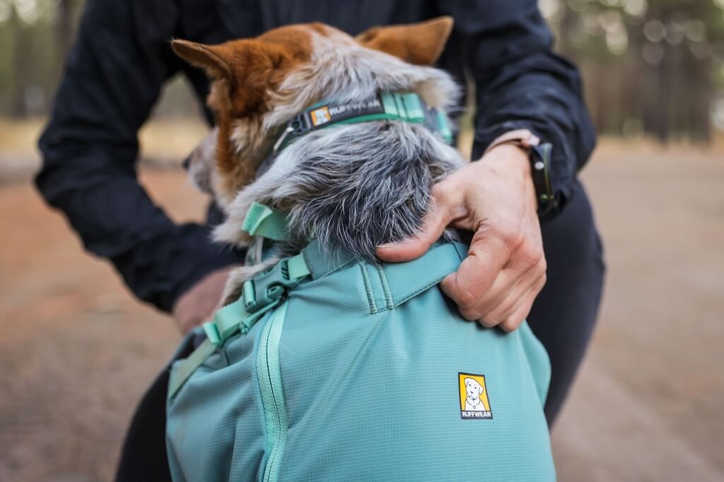 Small dog in a Ruffwear Hitch Hiker Backpack back view