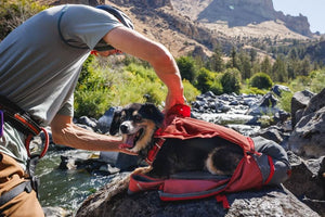 Small dog getting zipped into a Ruffwear Hitch Hiker Dog Backpack