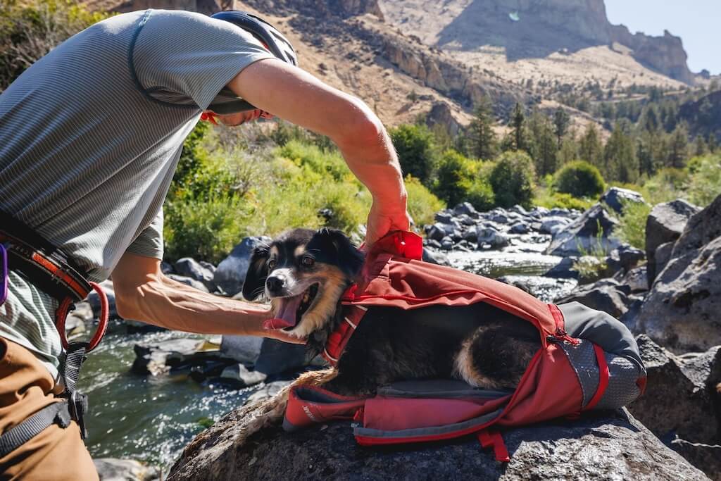 Small dog getting zipped into a Ruffwear Hitch Hiker Dog Backpack
