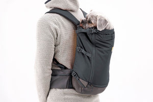 Small dog in a Ruffwear Hitch Hiker Backpack on owners back studio shot