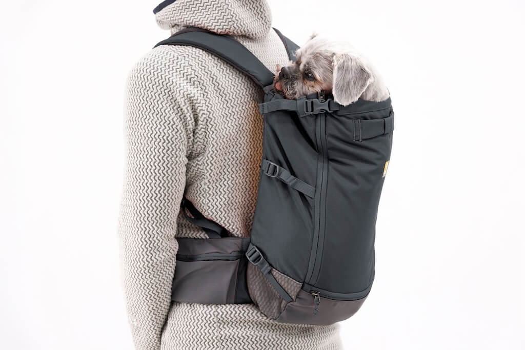 Small dog in a Ruffwear Hitch Hiker Backpack on owners back studio shot