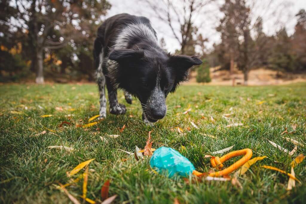 Huck-a-Cone Dog Toy