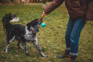 Huck-a-Cone Dog Toy