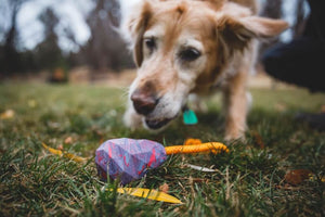 Huck-a-Cone Dog Toy