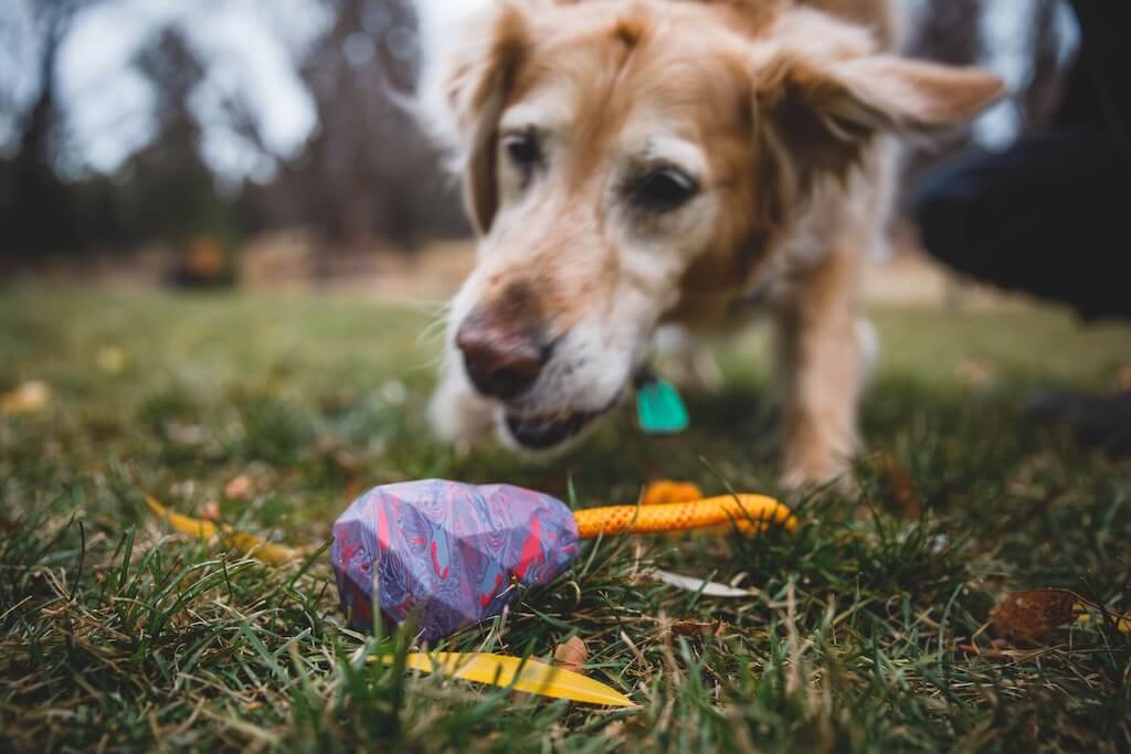 Huck-a-Cone Dog Toy