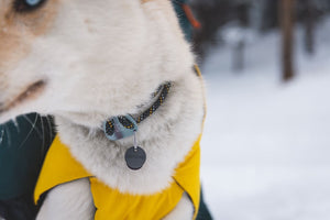 Ruffwear Knot-a-Collar Rope Dog Collar in Obsidian Black, Lifestyle photo close up on a Husky