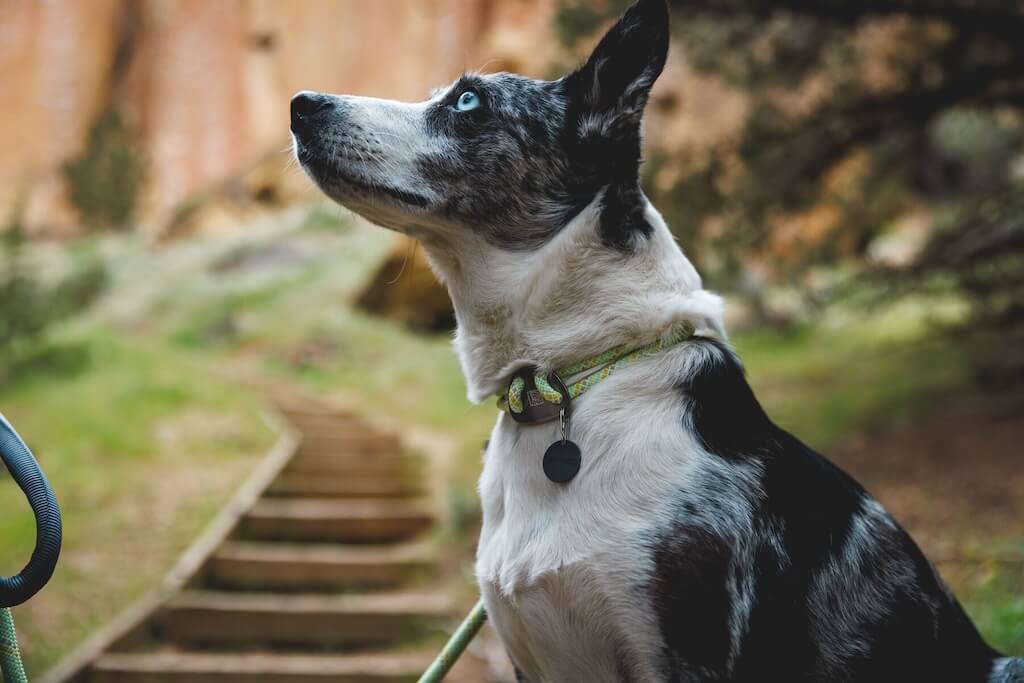 Ruffwear Knot-a-Collar Rope Dog Collar Lifestyle photo, the Moss Green Collar on a dog