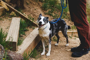 NEW 2025 DESIGN! Ruffwear Knot-a-Leash Rope Dog Lead - Reflective & Locking Carabiner
