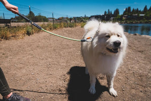 NEW 2025 DESIGN! Knot-a-Long - Short, Strong Dog Lead with Locking Carabiner