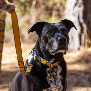Ruffwear Crag Leash & Collar in Canon Oxbow pattern on a black dog