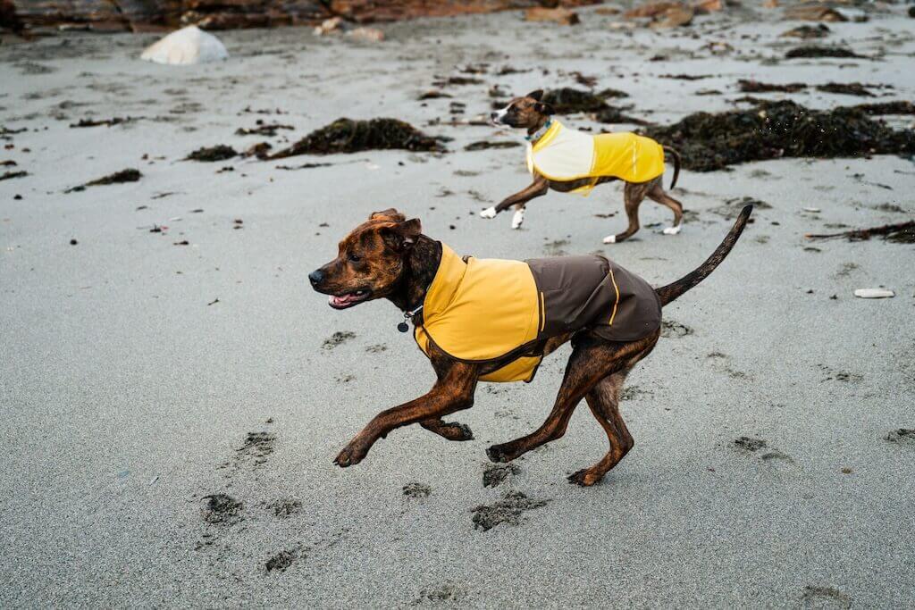 Sun Shower Dog Raincoat - Waterproof, Windproof