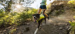 Trail Runner Dog Running Vest - With Hydration Bladders