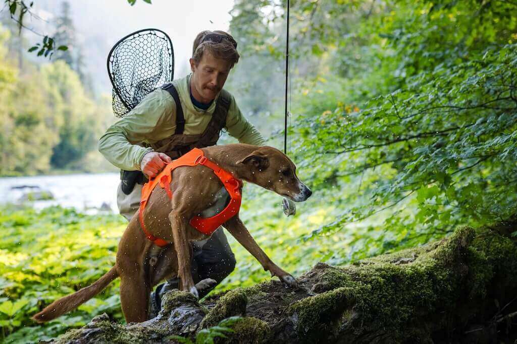 A Blaze Orange Ruffwear Web Master Dog Harness on a dog with the owner using the secure back lifting handle to assist the dog up a rocky ledge.