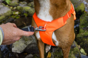 A close up of the Blaze Orange Ruffwear Web Master Harness on a dog showing the front chest leash attachment point.