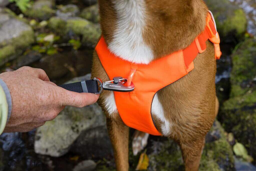 A close up of the Blaze Orange Ruffwear Web Master Harness on a dog showing the front chest leash attachment point.