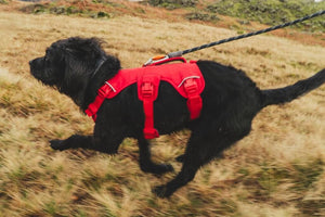 A Ruffwear Web Master Harness in Red Canyon on a black dog running through a field.