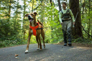 Redesigned 2025! Ruffwear Web Master Dog Harness - Secure, Back Handle, Neck Buckle