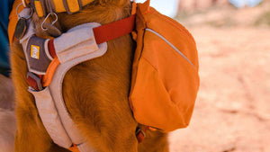 Approach Dog Backpack - Day Hiking & Overnight Adventures