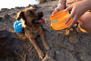 Ruffwear Bivy Bowl in Salamander Orange lifestyle shot showing it with a dog