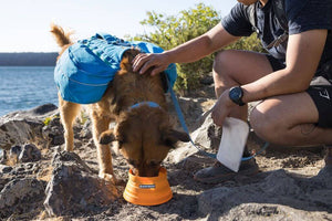 Ruffwear Bivy Bowl in Salamander Orange Showing a dog drinking from it