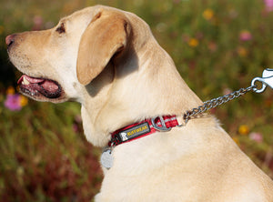 Ruffwear Chain Reaction Dog Collar Close up on Labrador 2