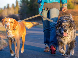 Double Track Coupler - Adapt a Leash to Walk Two Dogs